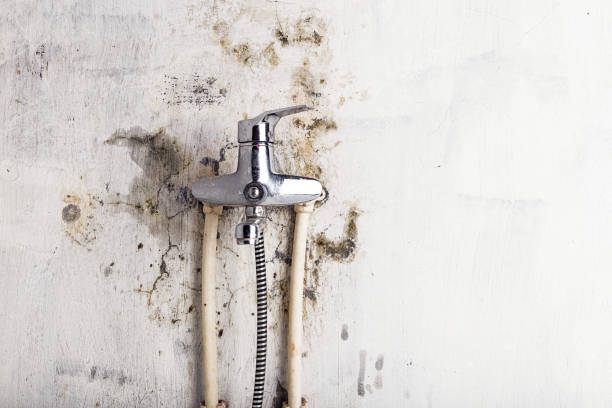 Best Mold Testing  in Roscoe, IL