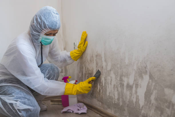 Best Residential Mold Removal  in Roscoe, IL