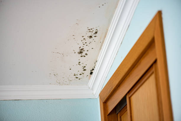 Best Mold Damage Repair  in Roscoe, IL