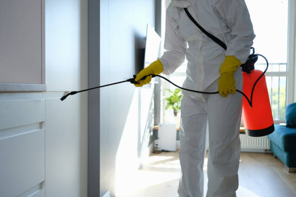 Best Black Mold Removal  in Roscoe, IL