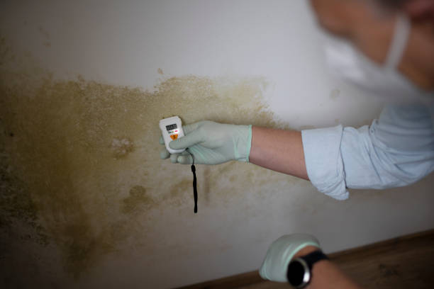 Best Home Mold Removal  in Roscoe, IL