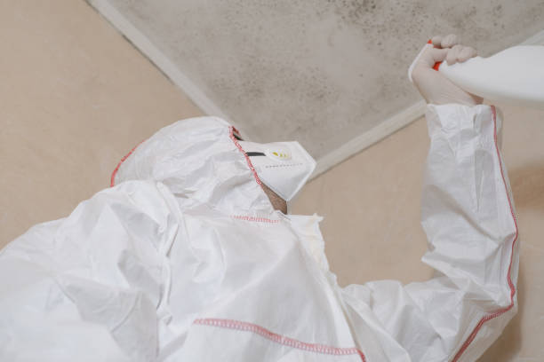 Office Mold Removal Services in Roscoe, IL