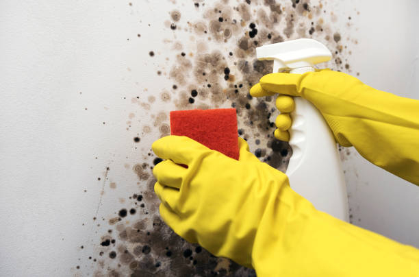 Best Office Mold Removal Services  in Roscoe, IL