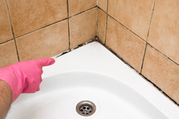 Certified Mold Removal in Roscoe, IL