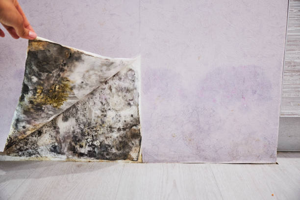 Best Mold Removal Company Near Me  in Roscoe, IL